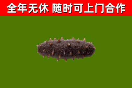 东川烟酒回收干海参.jpg